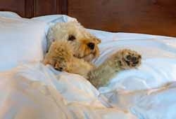 Gifts for dog lovers