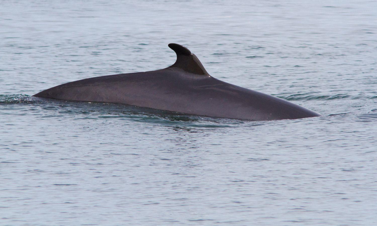 Minke Whale dorsal fin breaking calm water
