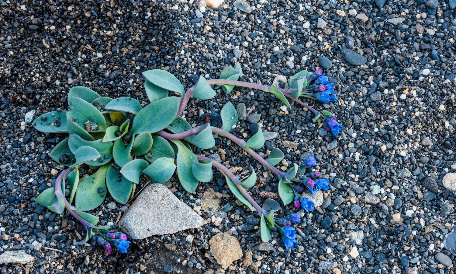 Oysterplant with flesh green leaves and bright blyue flowers growing in shingle