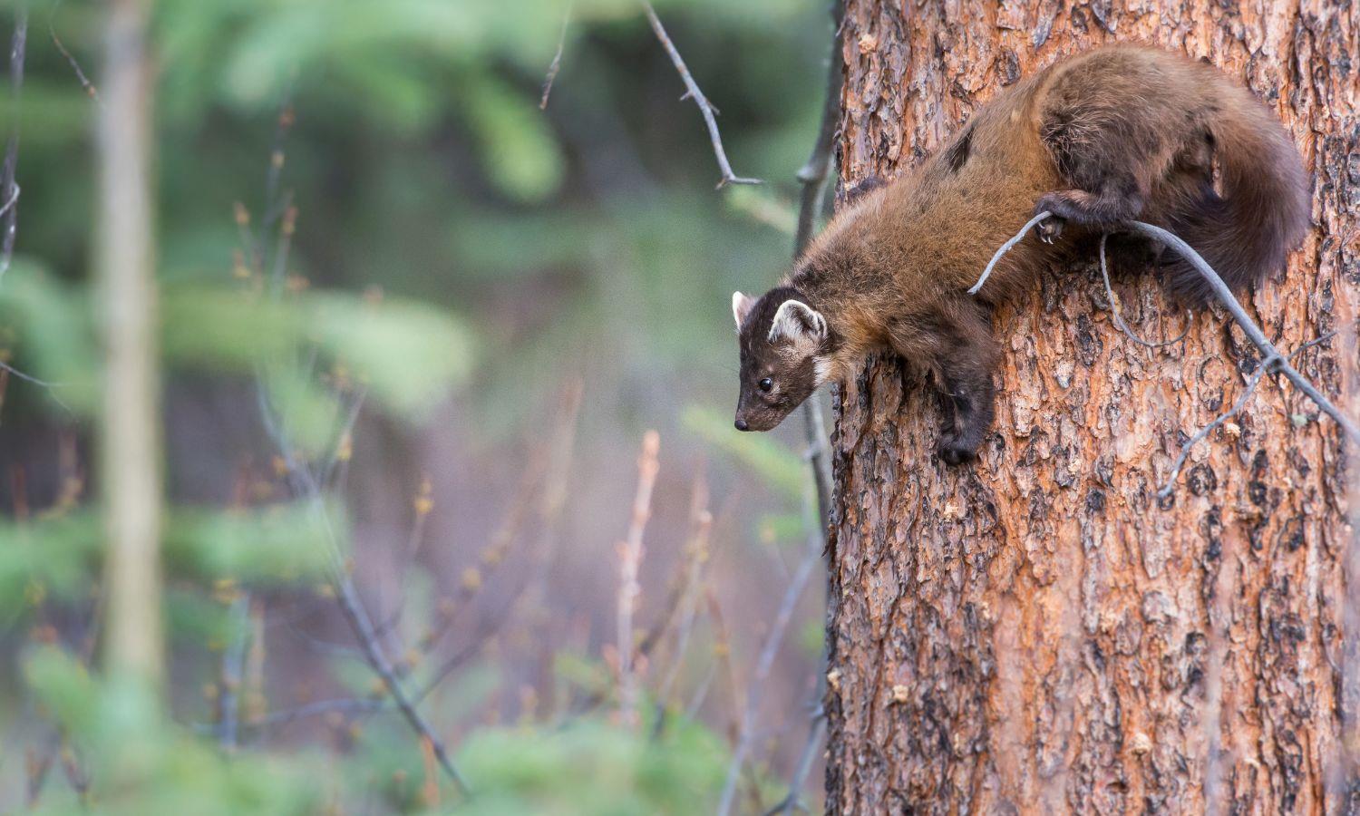 Pine marten climbing a tree