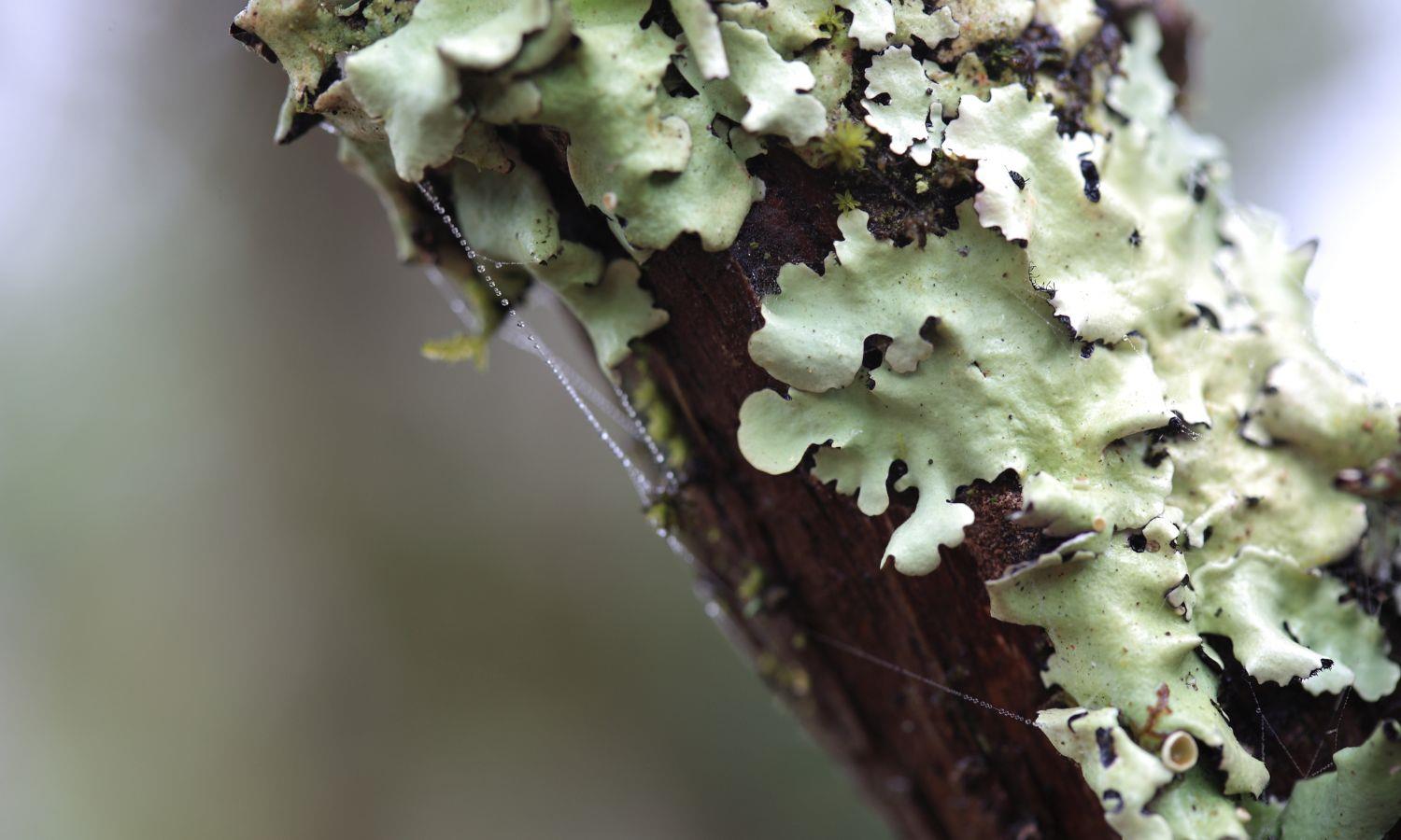 Pastel green lichen growing on a branch