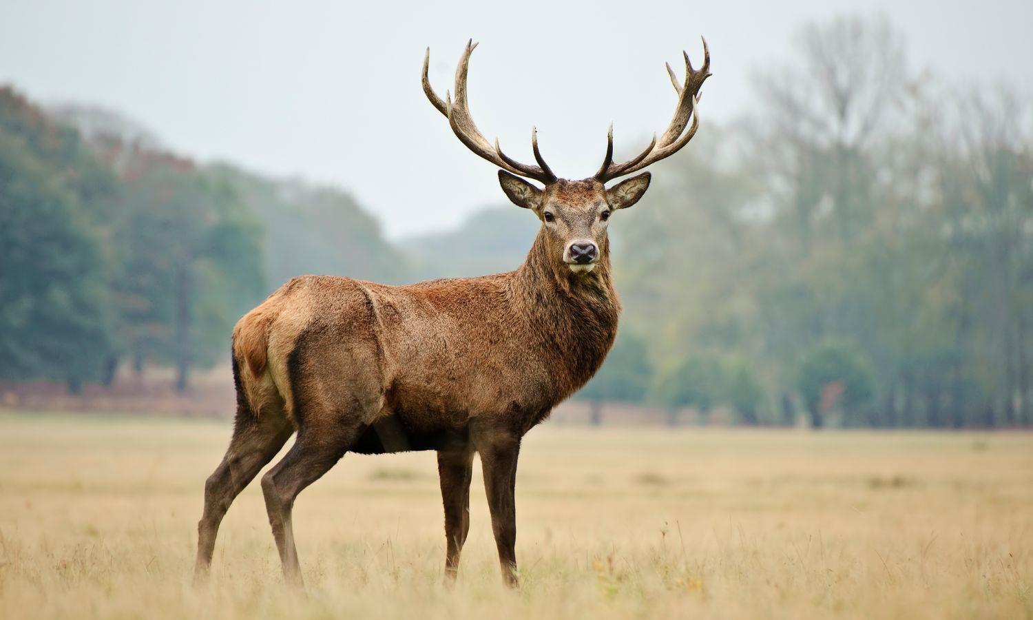 Portrait of red deer with misty woodland background