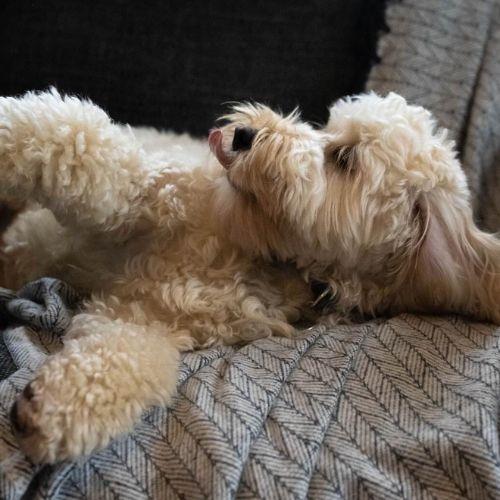 Dog-friendly stays at The Kirkwall Hotel