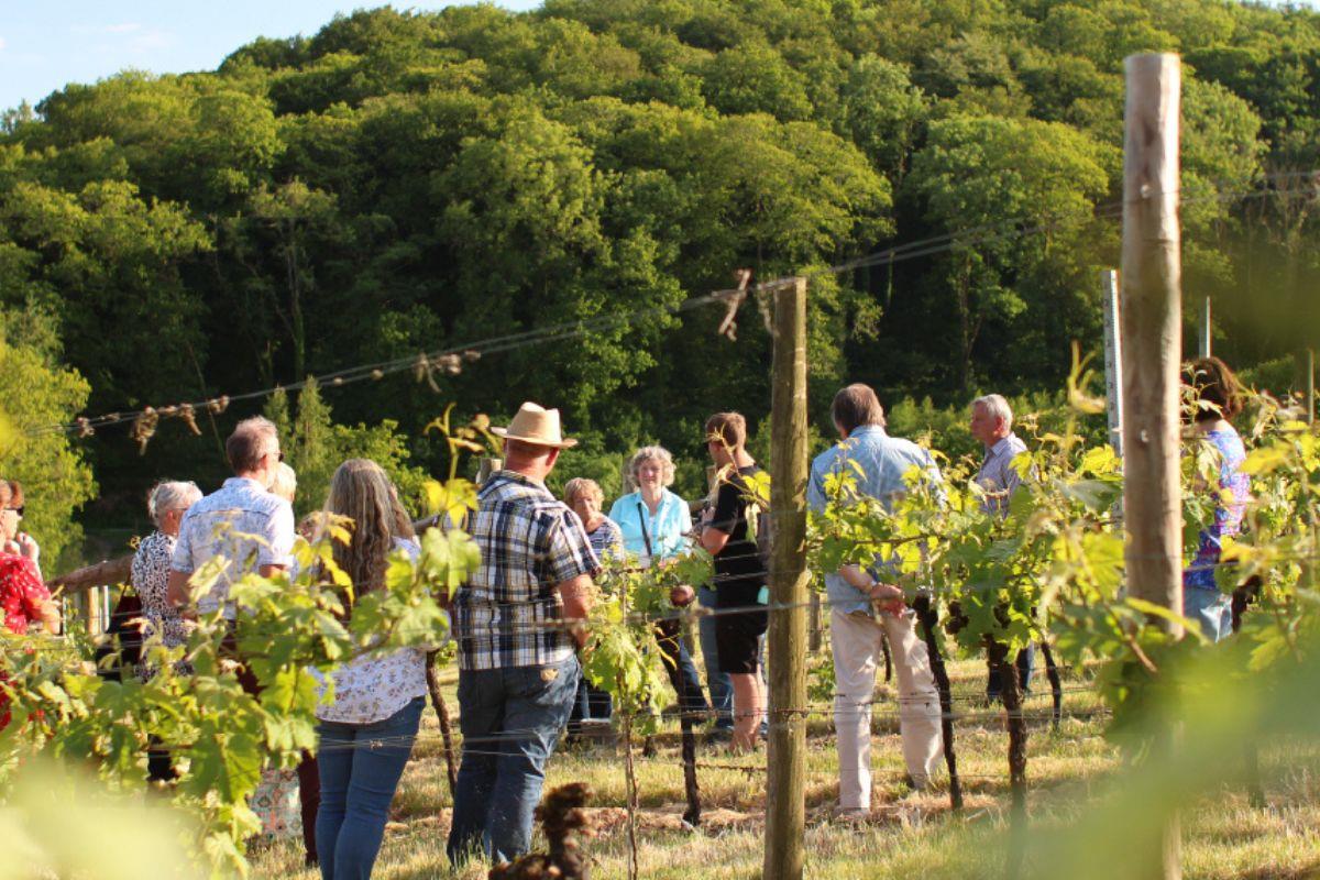 Alder Vineyard, Devon