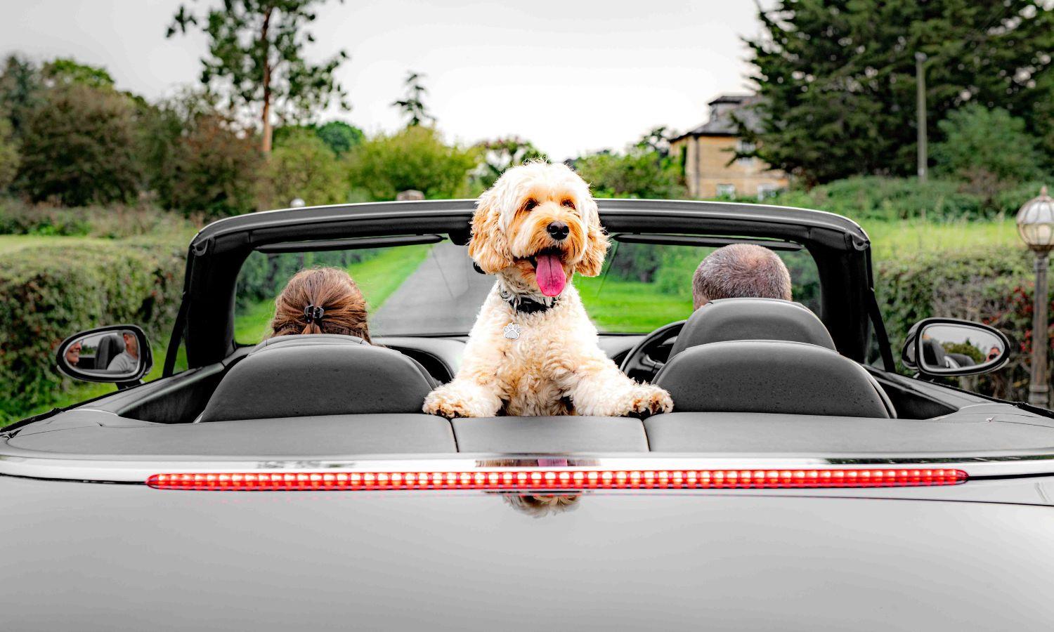 Cockapoo dog perched up on back seat of an open-top car