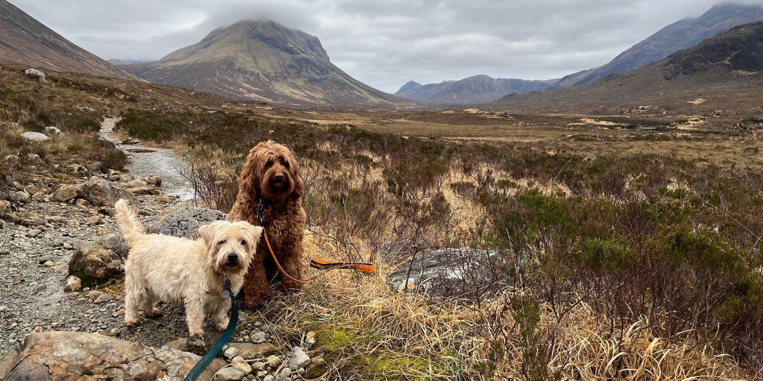 Two dogs out on a walk