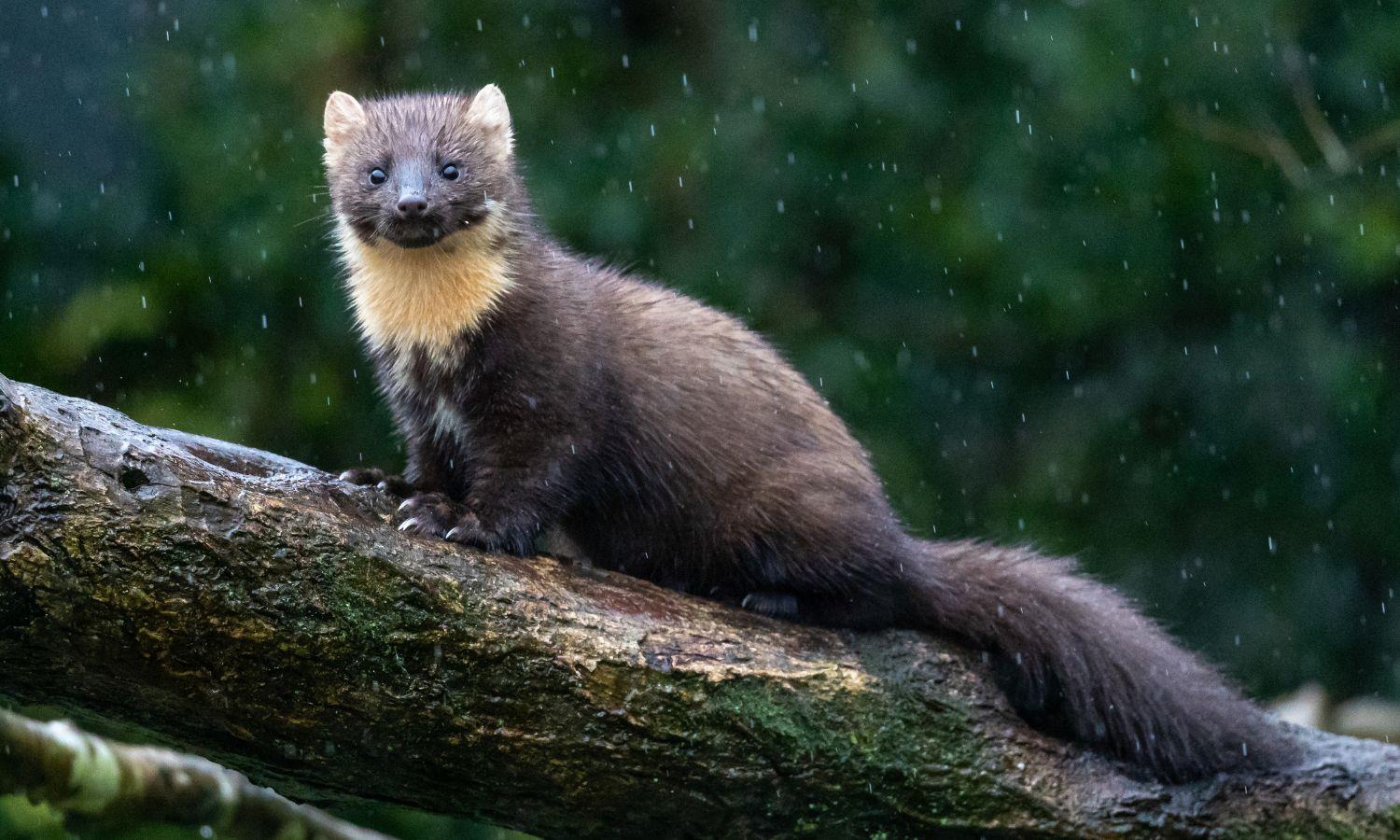 Pine marten sat on a moss covered log