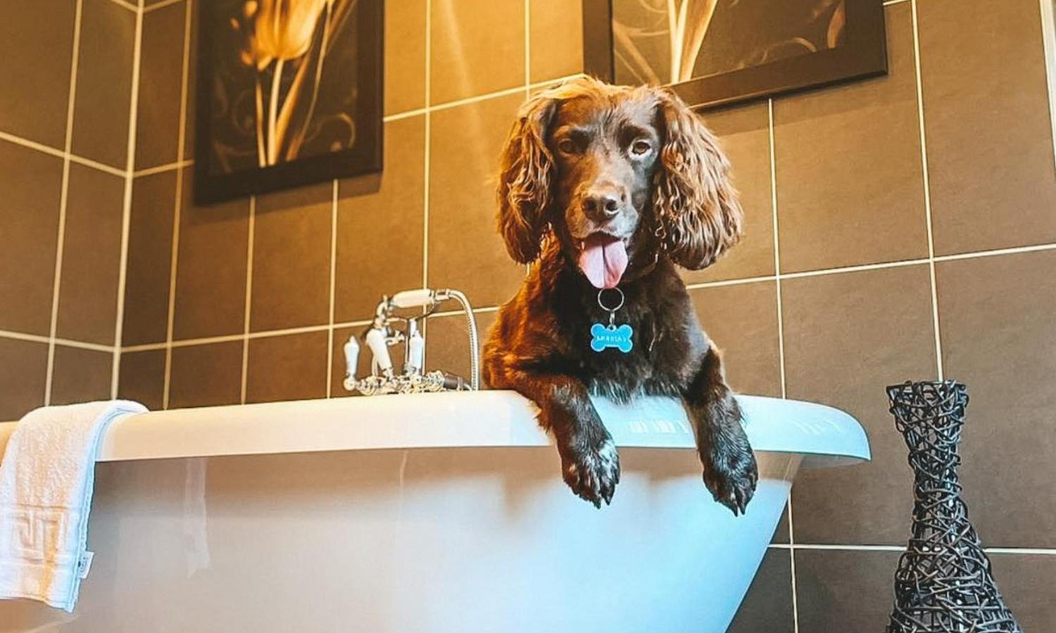 Dog in the bath and Lewtrenchard Manor