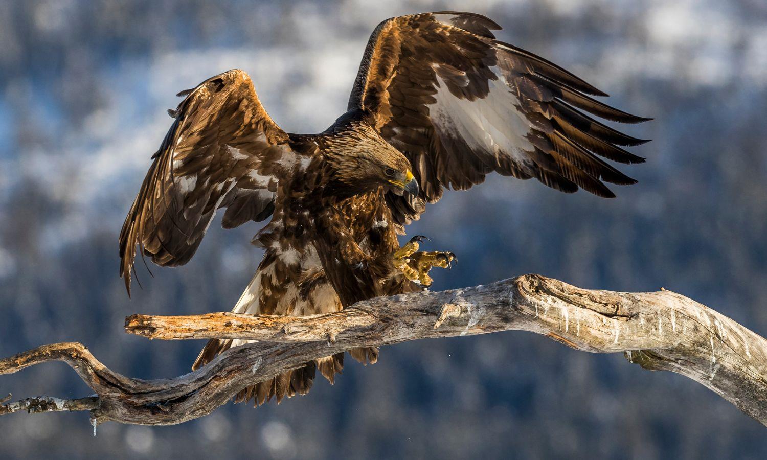 Golden Eagle with wings open landing on a bare branch