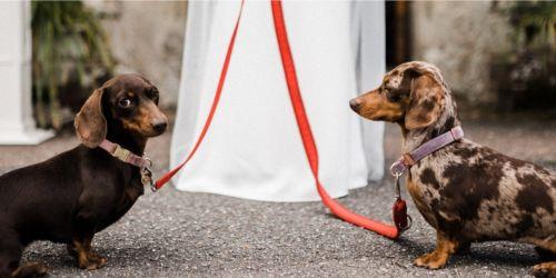 Two Dachshunds with red leads