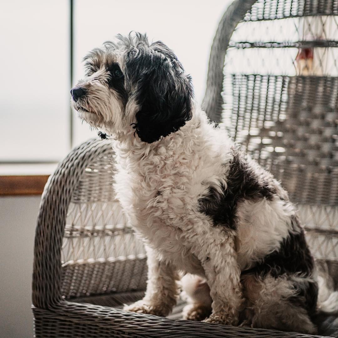 Dog sat on chair by a window
