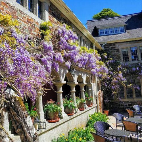 Wisteria in the courtyard at Lewtrenchard Manor