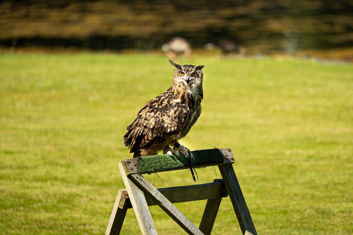 Try falconry at Shieldaig Lodge