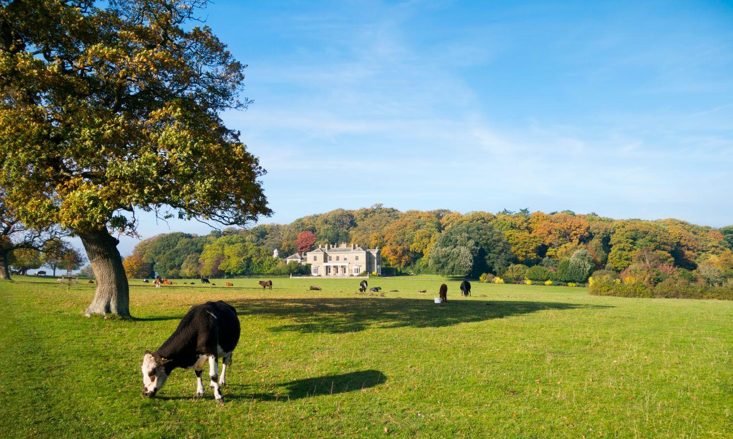 Sheringham Park house in distance with cows grazing on estate grounds in foreground 