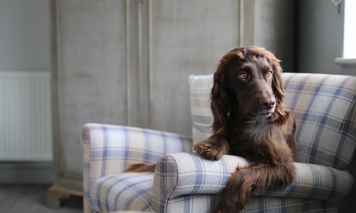 A spaniel dog sits on a checked armchair