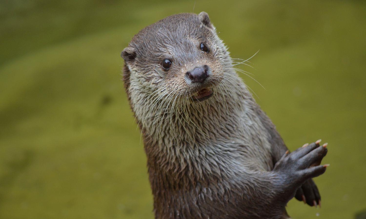Portrait shot of otter stood up