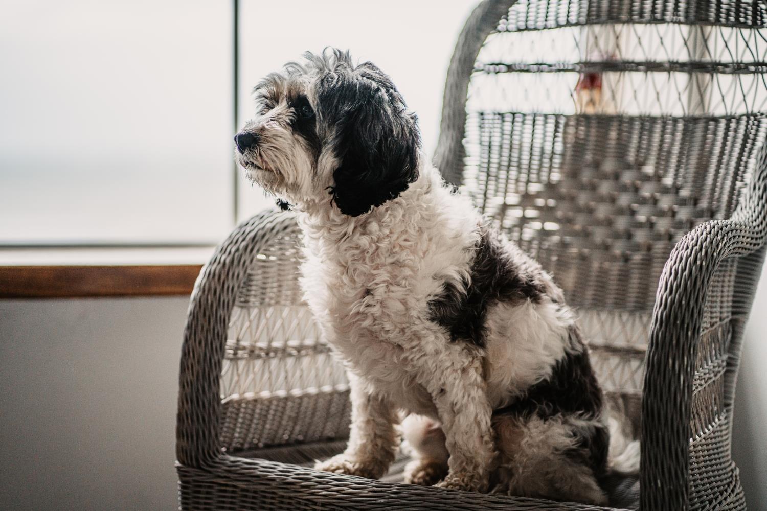 Dog on chair at The Ship Inn
