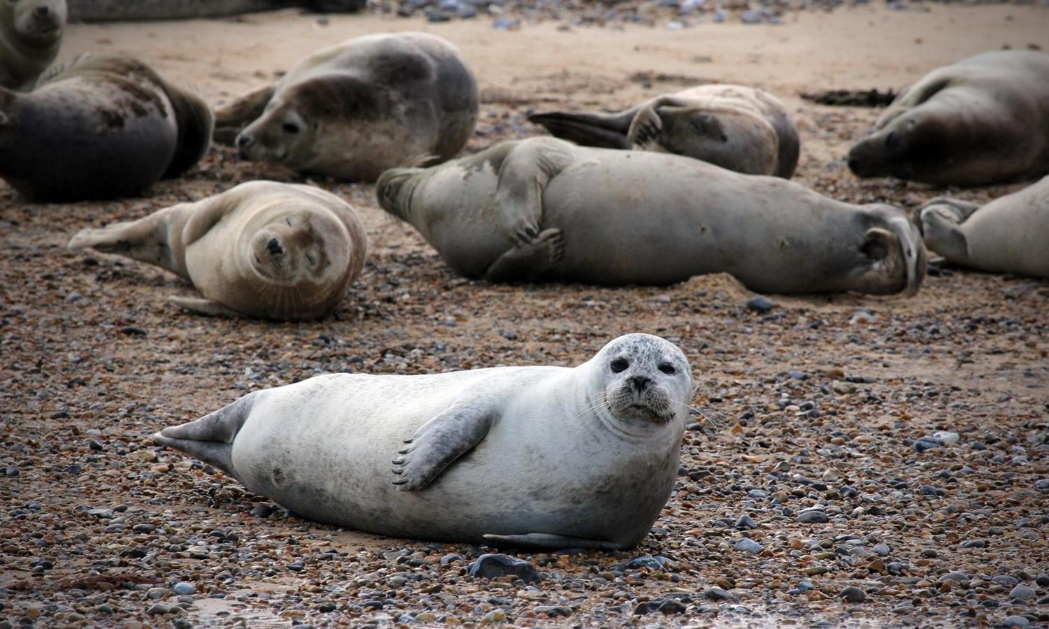 Seals on pebble beach at Blakeney Point in North Norfolk
