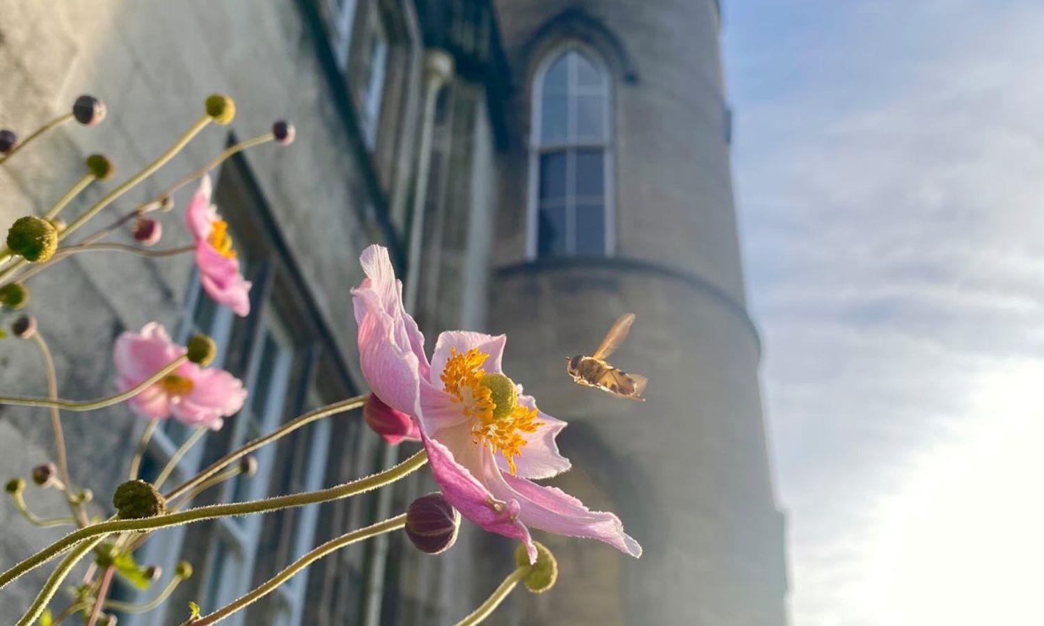 Bee hovering above a pink flower in front of Melville Castle