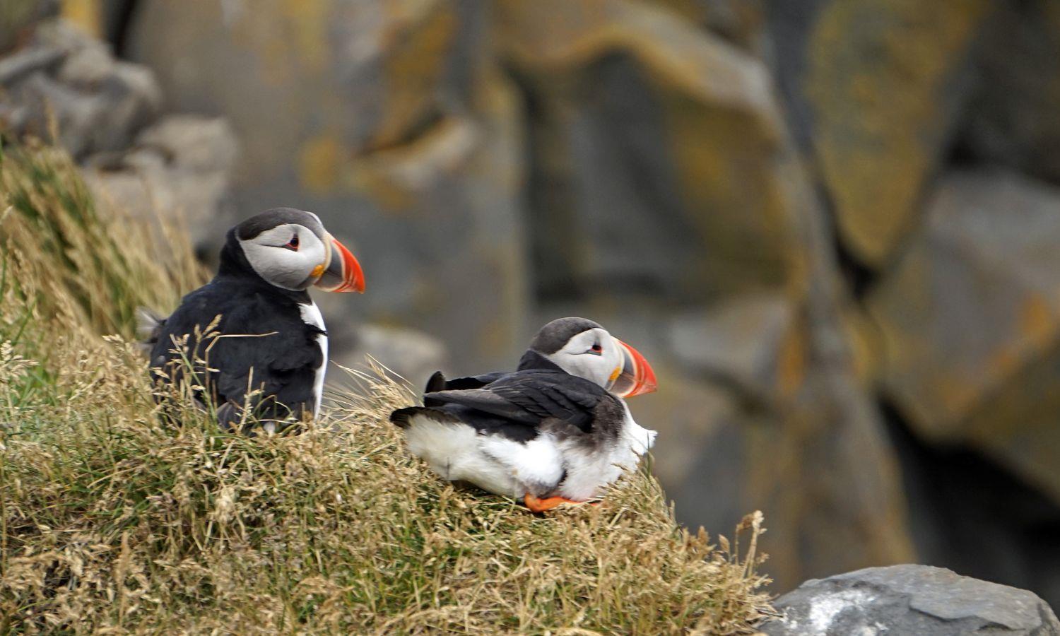 A pair of puffins sat on a grassy clifftop