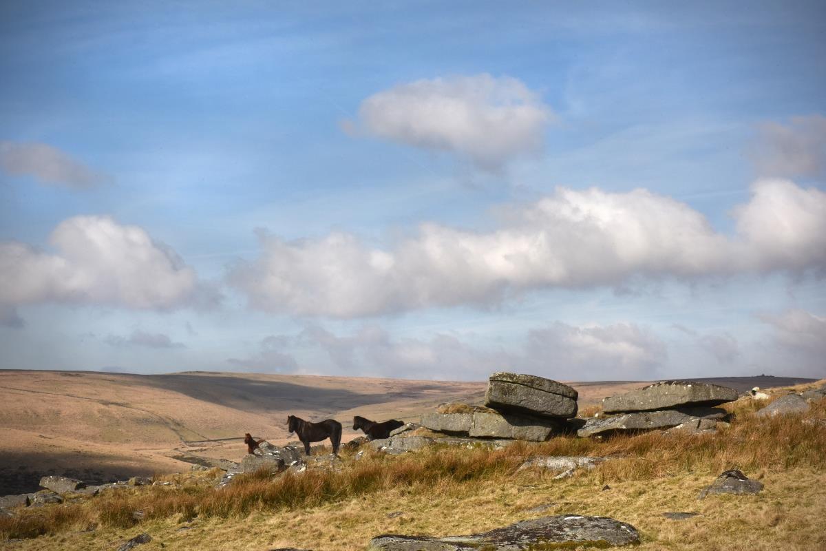 Dartmoor ponies