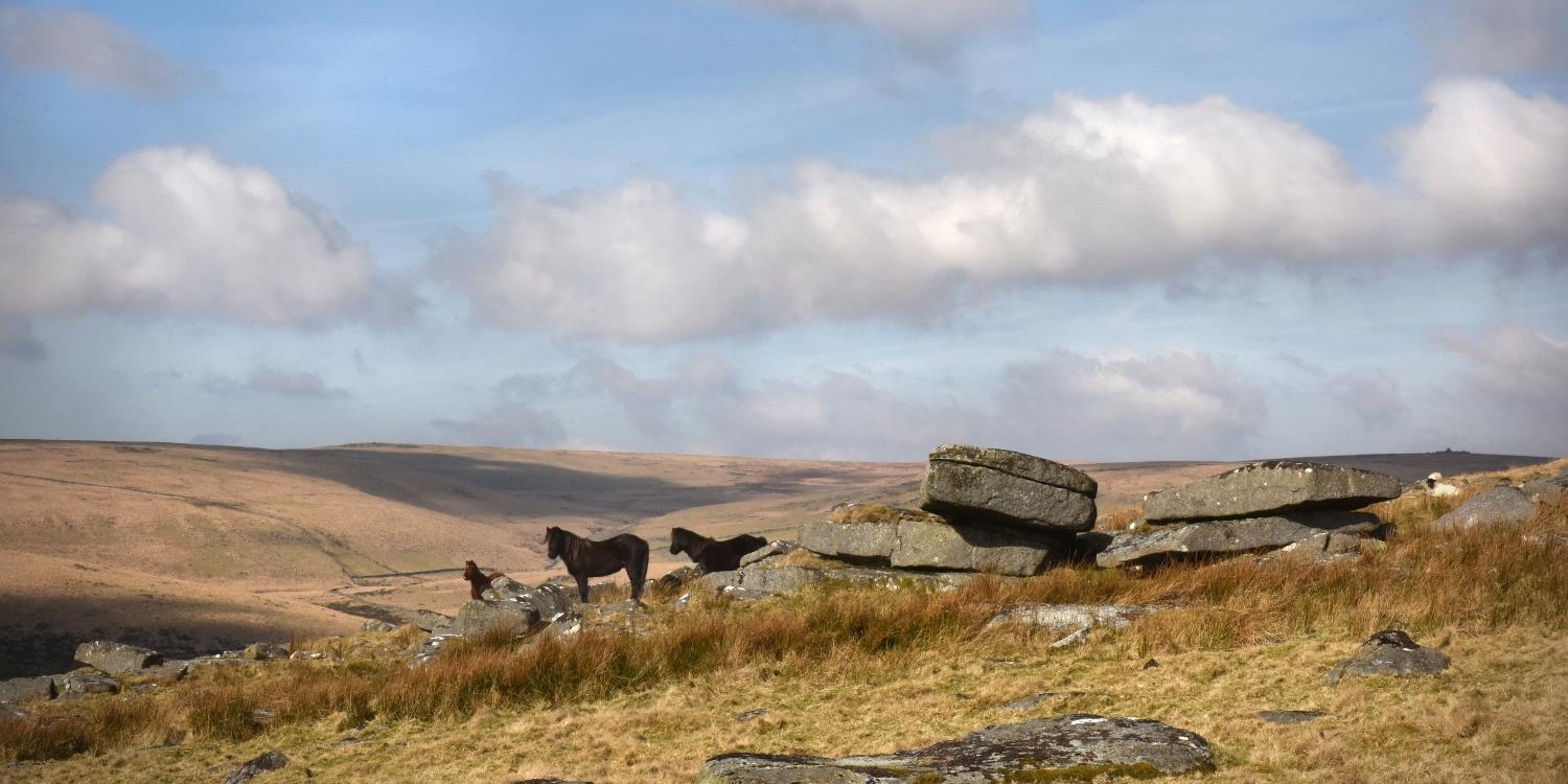 Ponies stood near a tor on Dartmoor