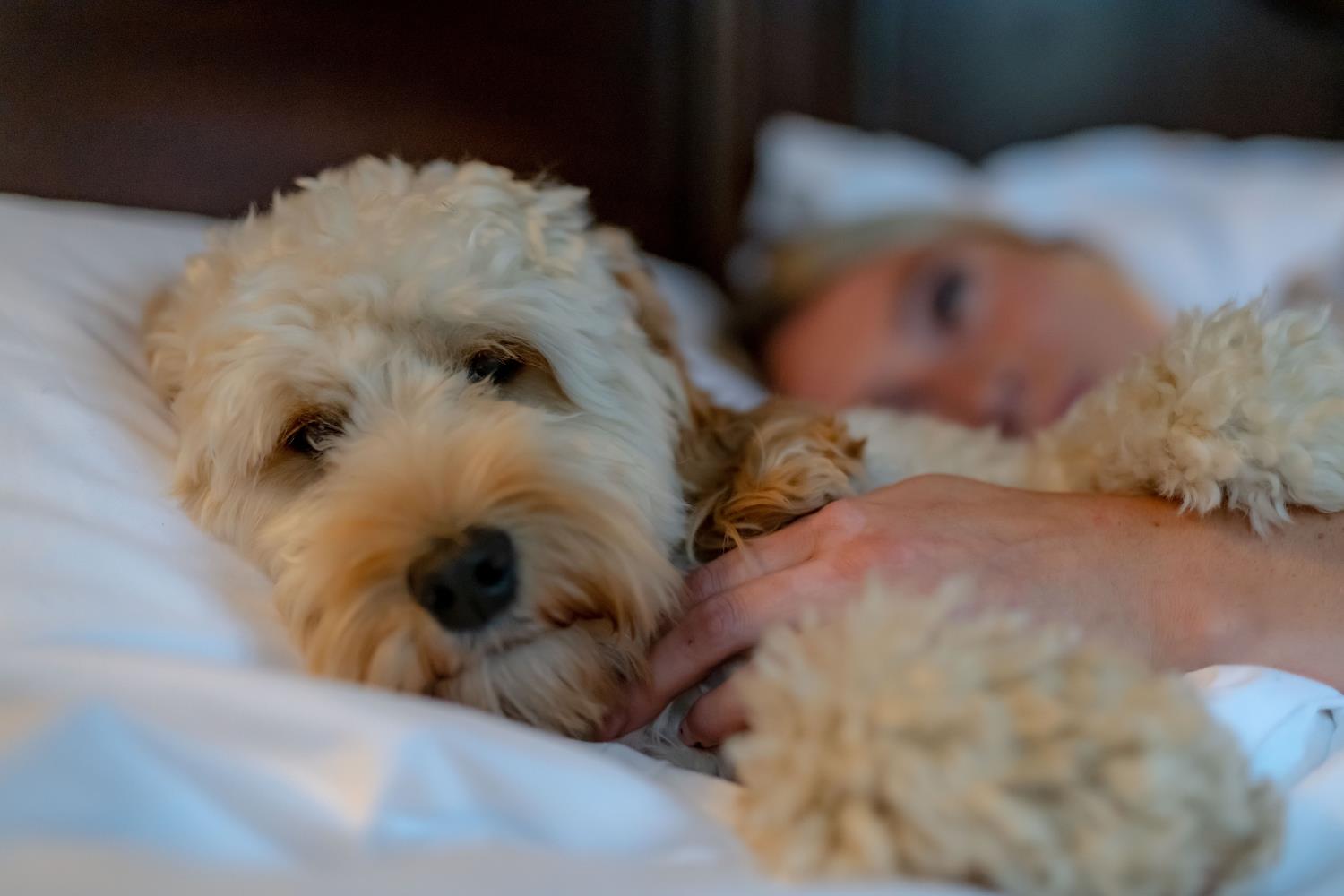 Dog in bed at The Broadford Hotel