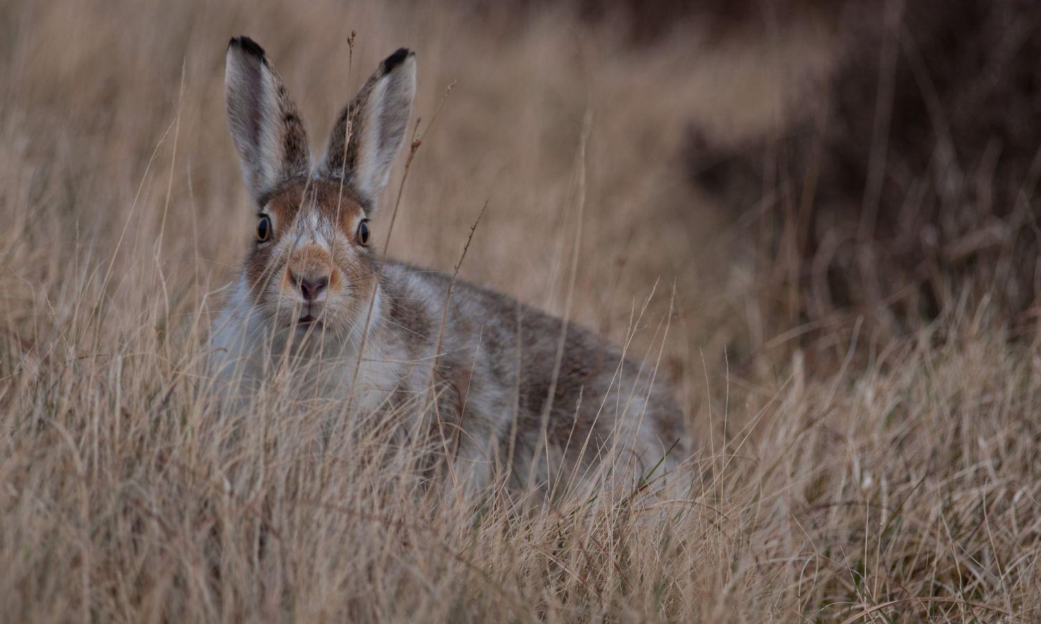 Mountain hare with its summer coat in long grass