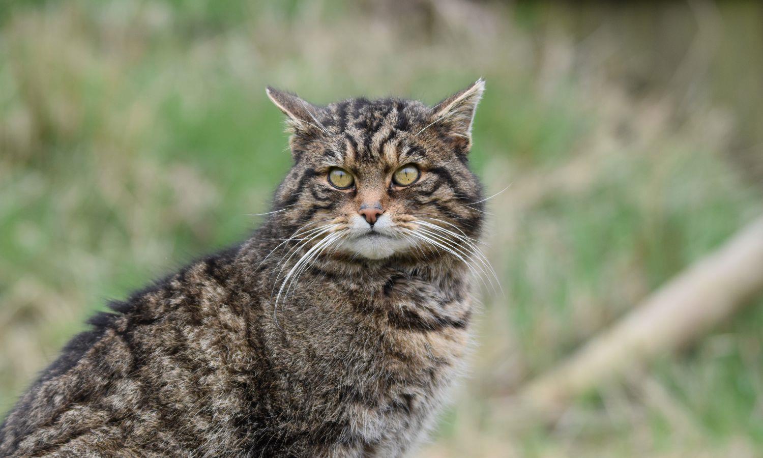 Portrait of Scottish wildcat sitting with scrubland background