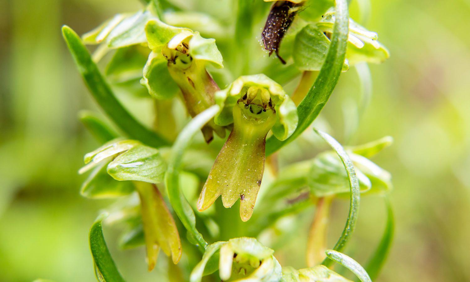 Close up of frog orchid flowers