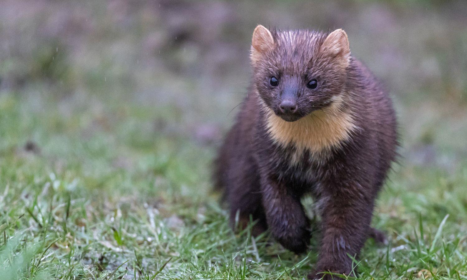 Pine marten walking on grass towards camera