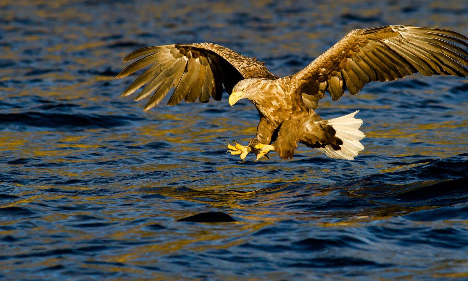 White tailed eagle mid-flight over water with talons out to catch a fish
