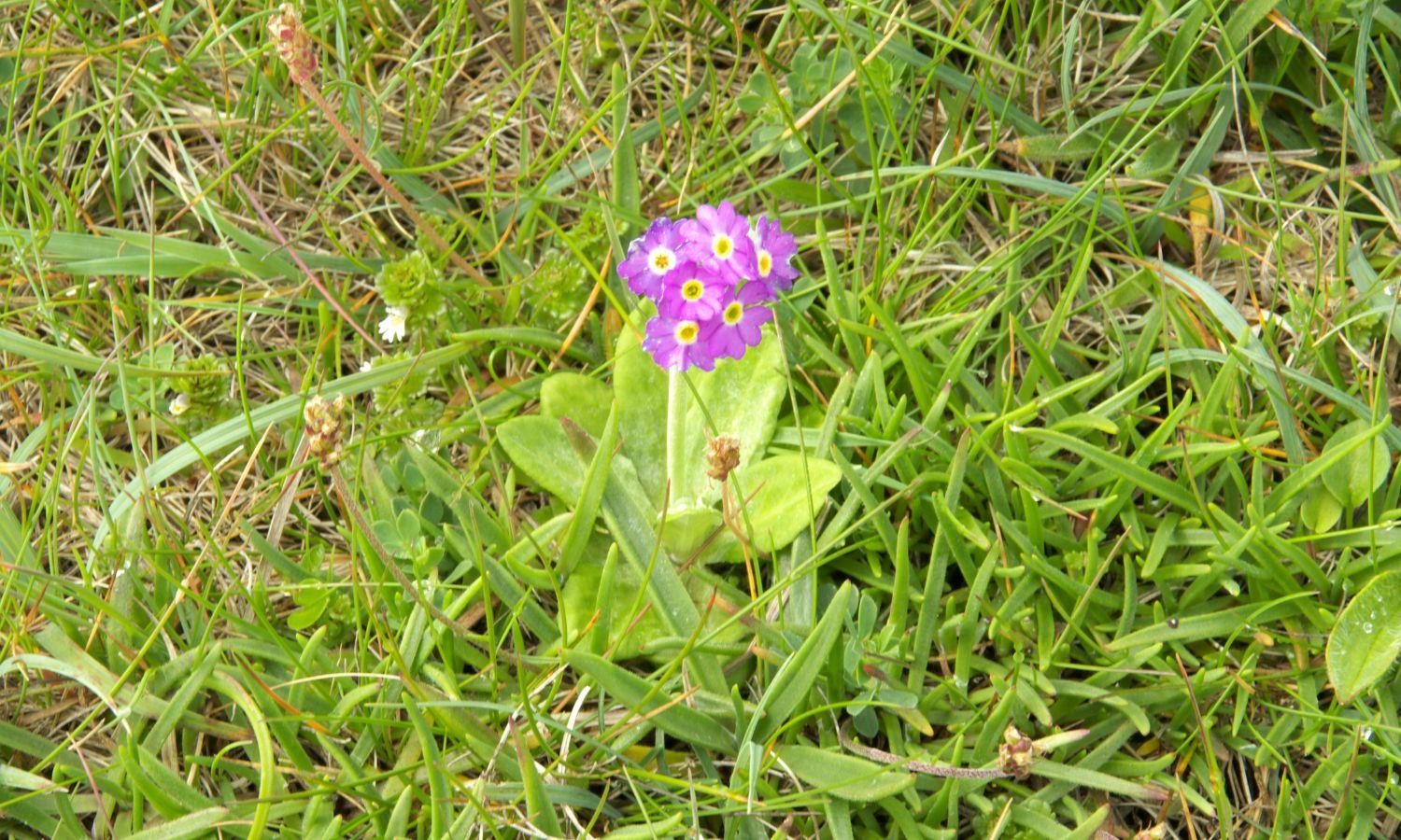 Purple primrose growing in grass