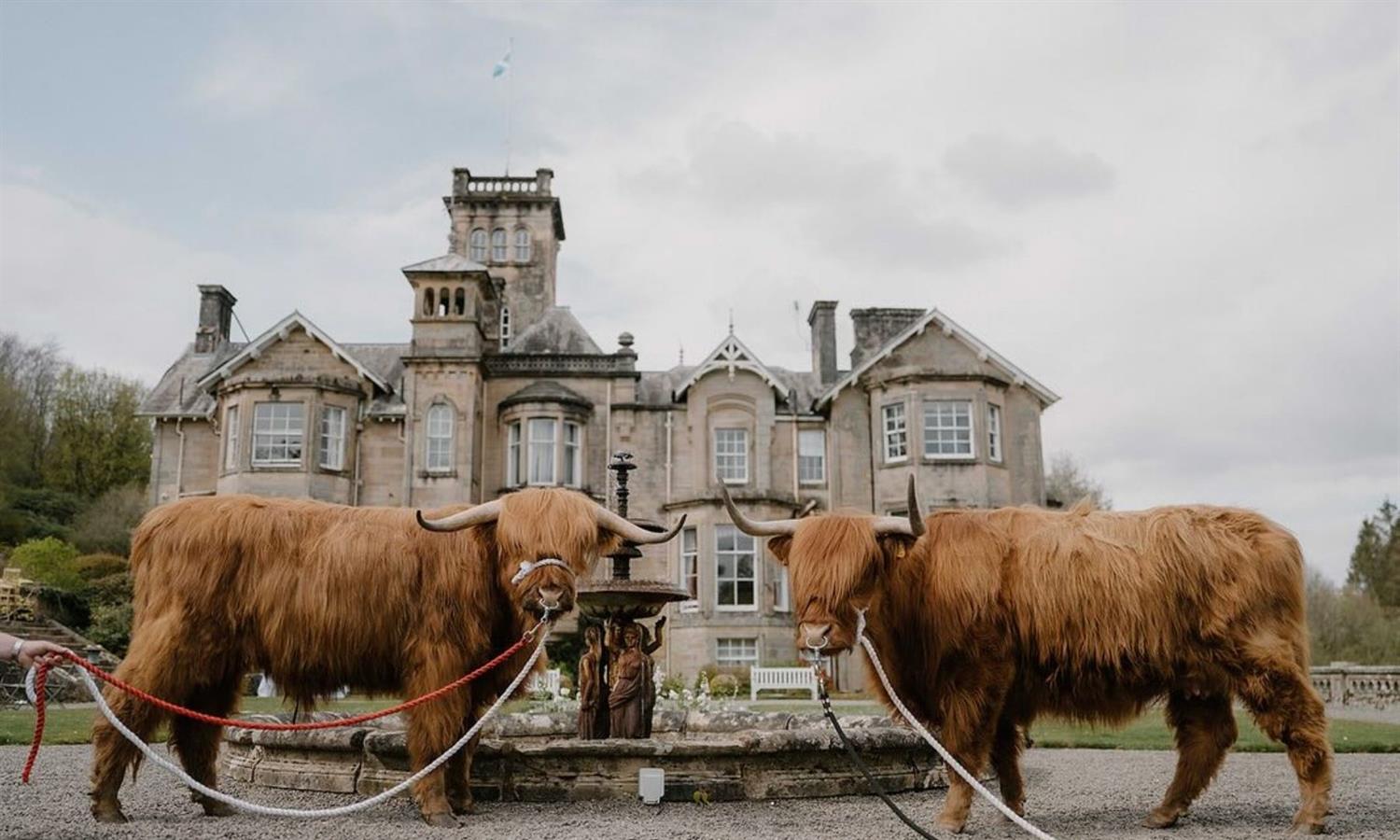 Two Highland Coos stood outside Auchen Castle