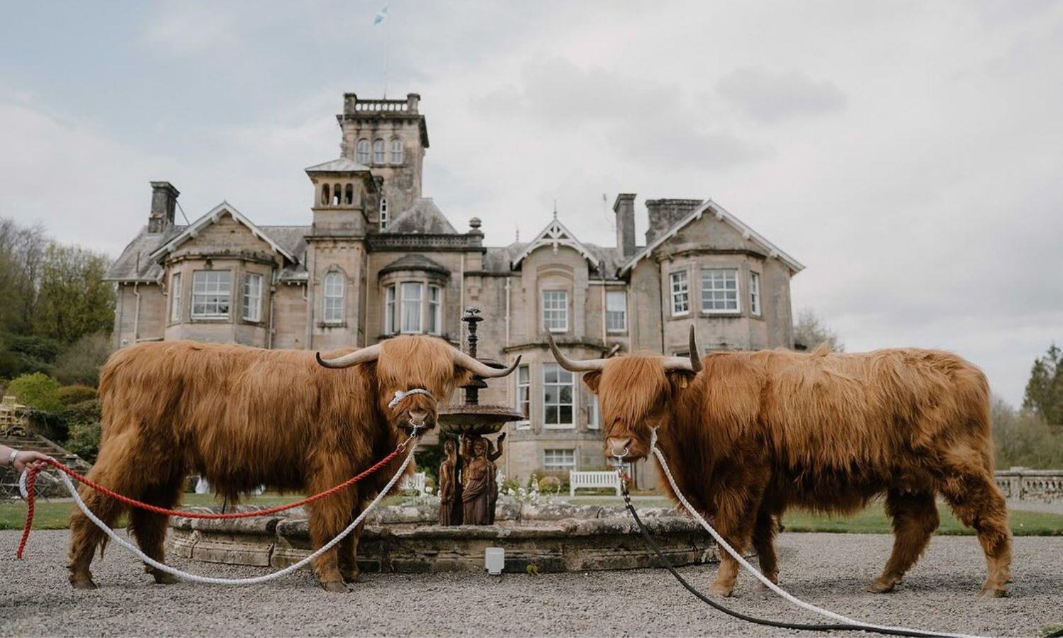 Highland coos at Auchen Castle wedding with the historic Scottish castle as a backdrop