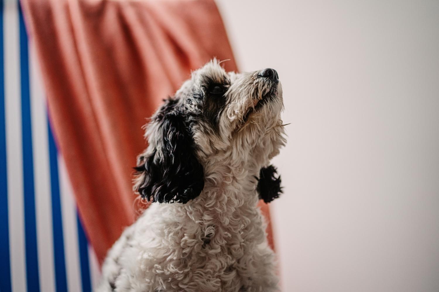 Dog with deckchair in background