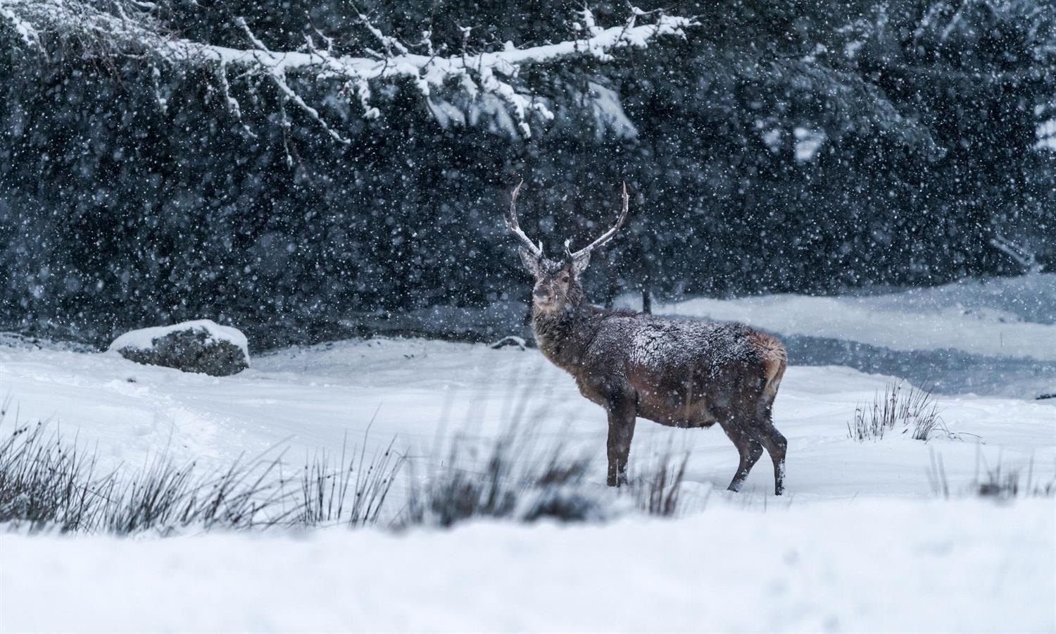 Deer in snow