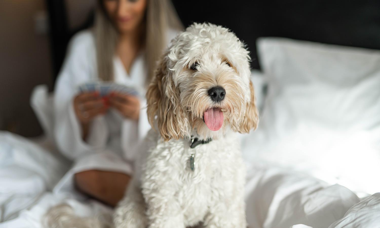 Dog sitting on a bed at Elephant Hotel hotel in Pangbourne