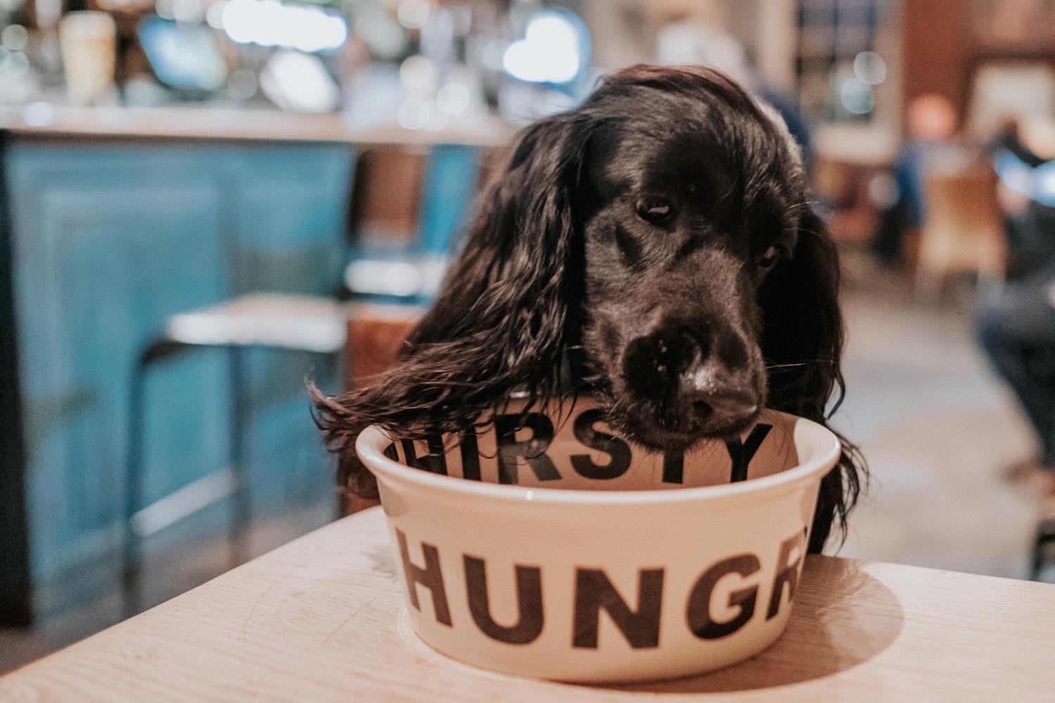 Dog in the bar of Kinloch Hotel 