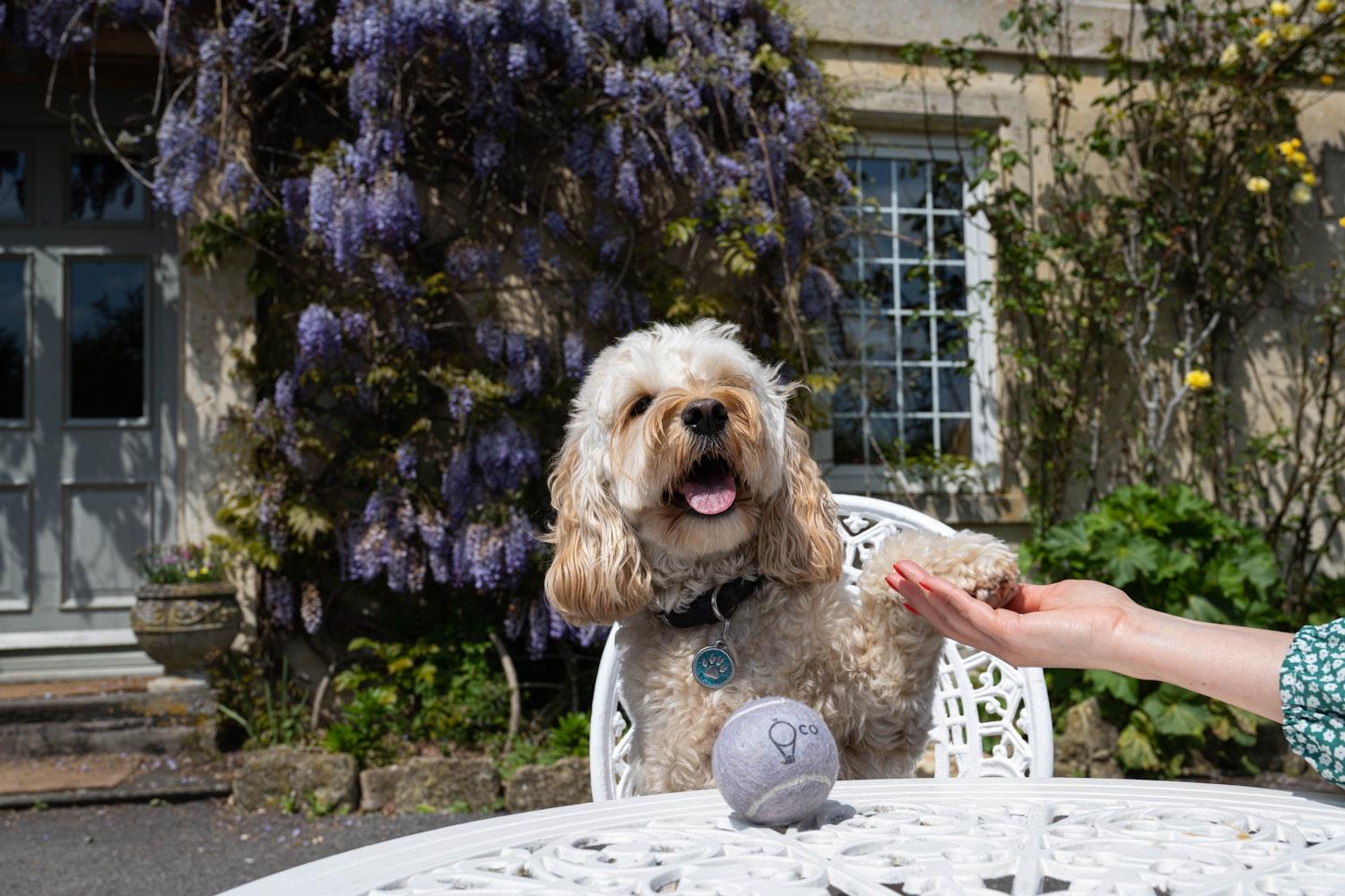 Pippa the poodle sat outside Widbrook Grange with a branded tennis ball
