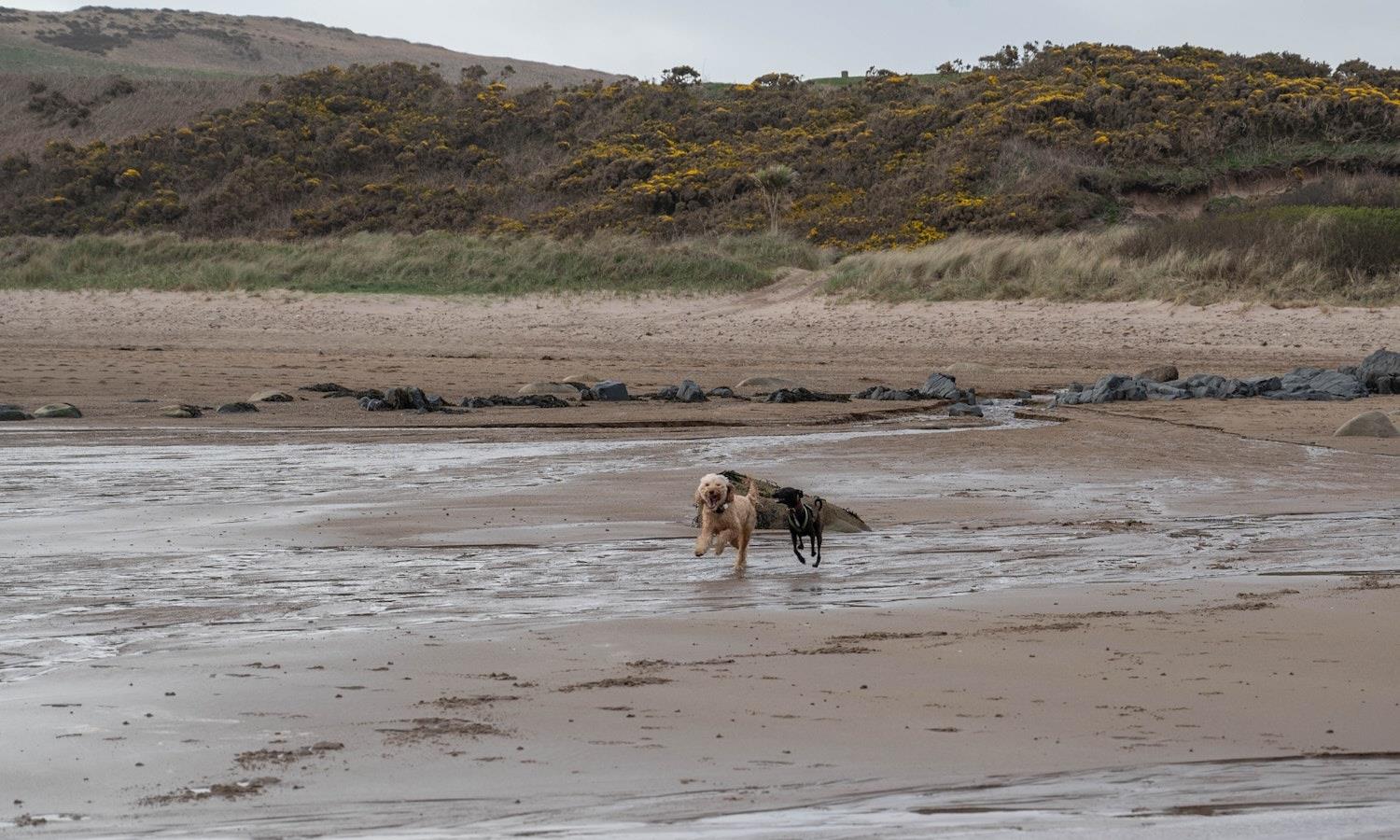 Two dogs running on Blackwaterfoot beach, Arran