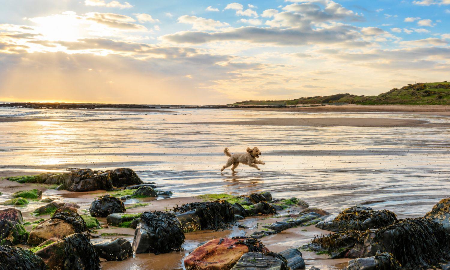 Dog running in shallow water on a sandy beach