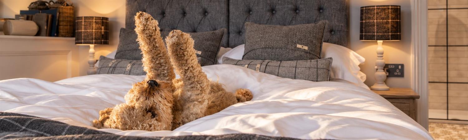 Cute dog stretching in hotel bed
