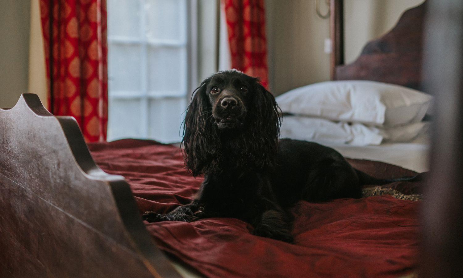 Cocker spaniel on four poster hotel bed