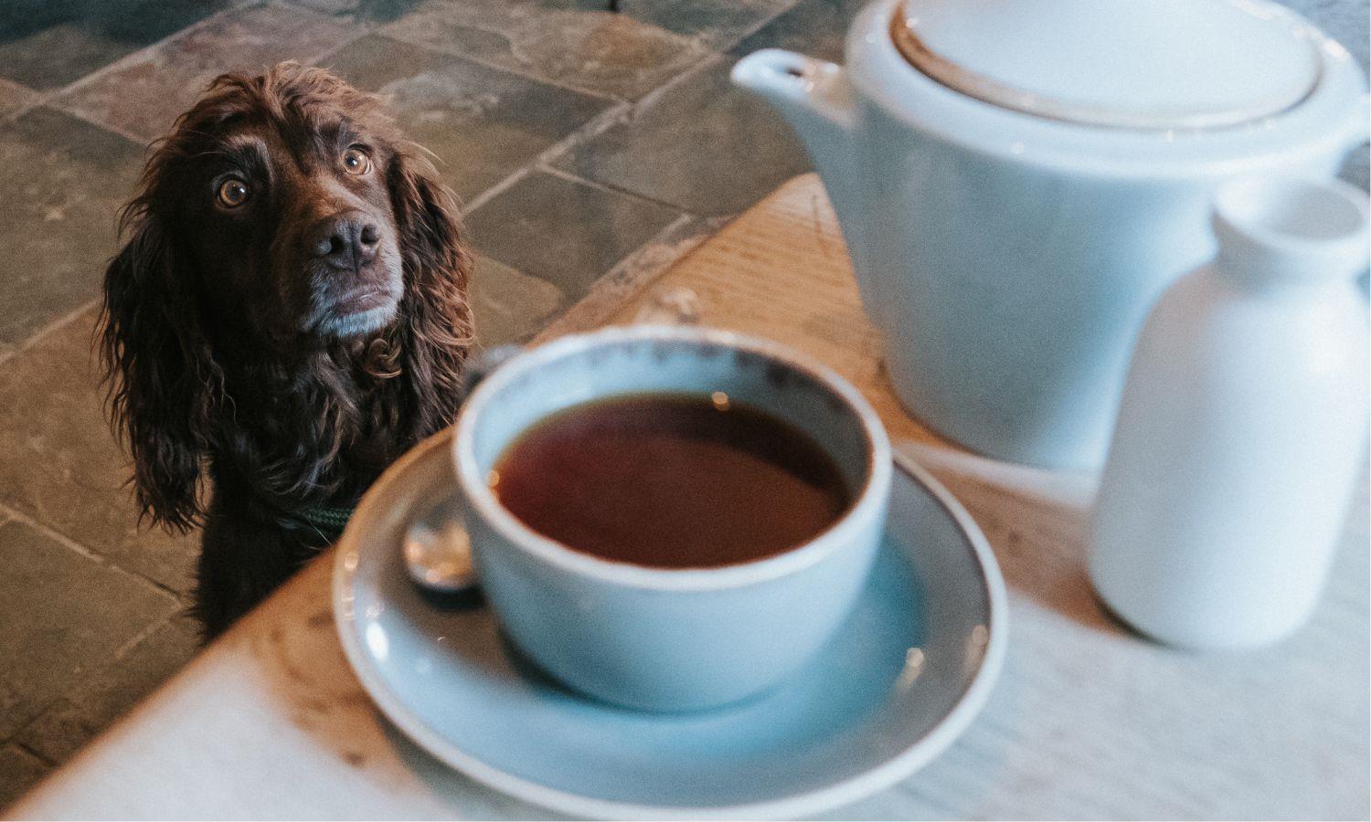 Teapot and teacup with brown dog on floor looking hungry at dog-friendly restaurant