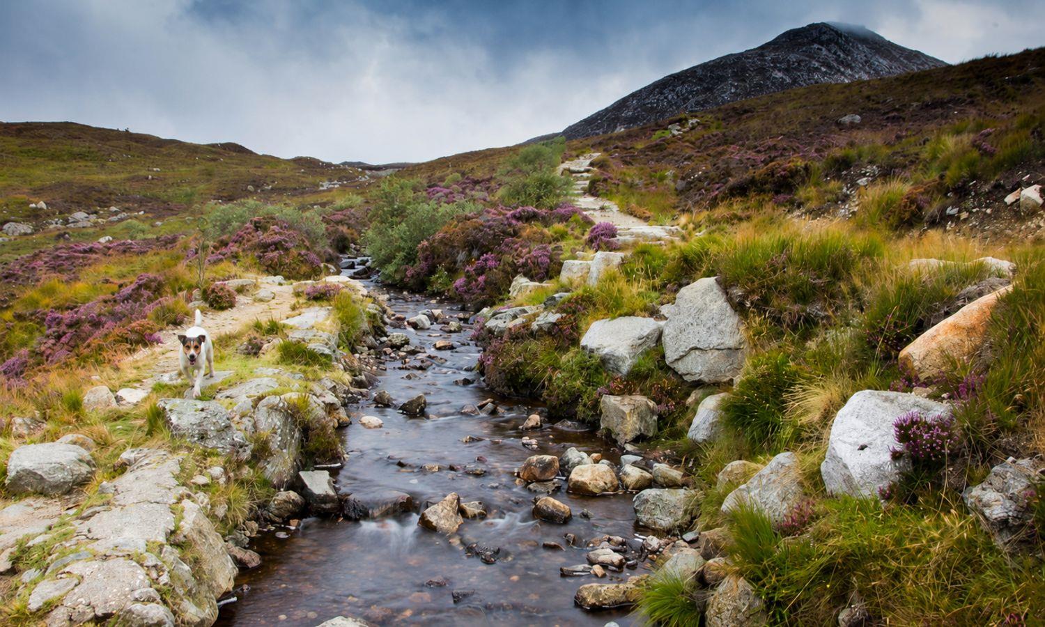 Small dog at the edge of a stream with Goat Fell Mountain in the background
