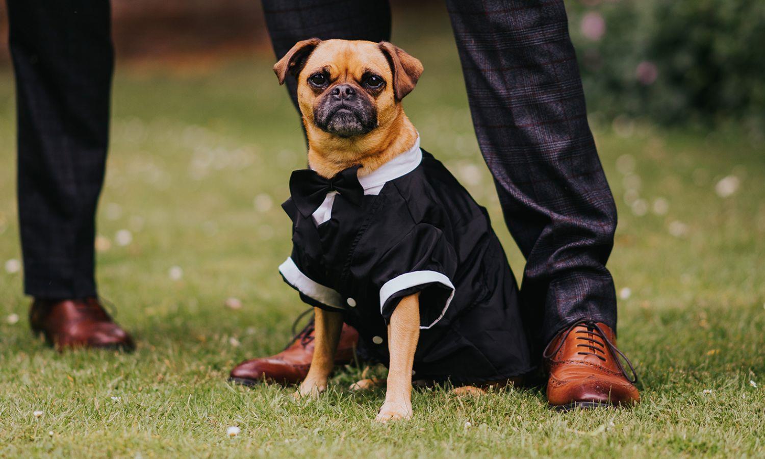 Dog sat with groom in doggy wedding clothing