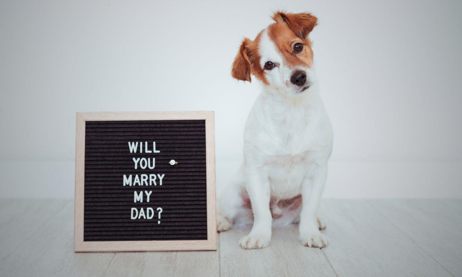 Dog with 'will you marry my Dad?' wedding proposal sign