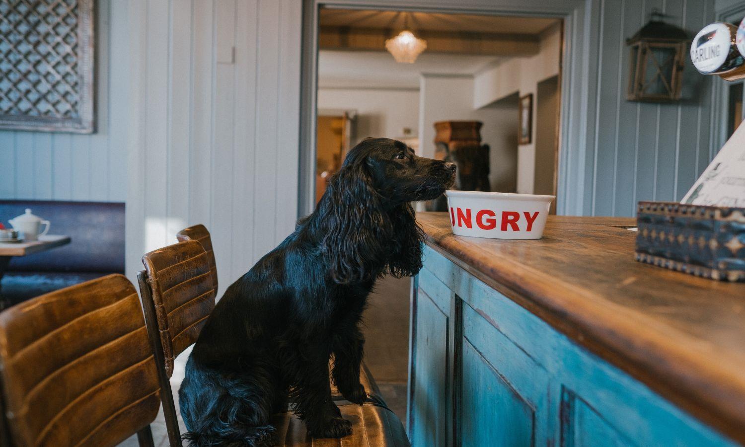 Cocker Spaniel at bar with food bowl in dog-friendly bar