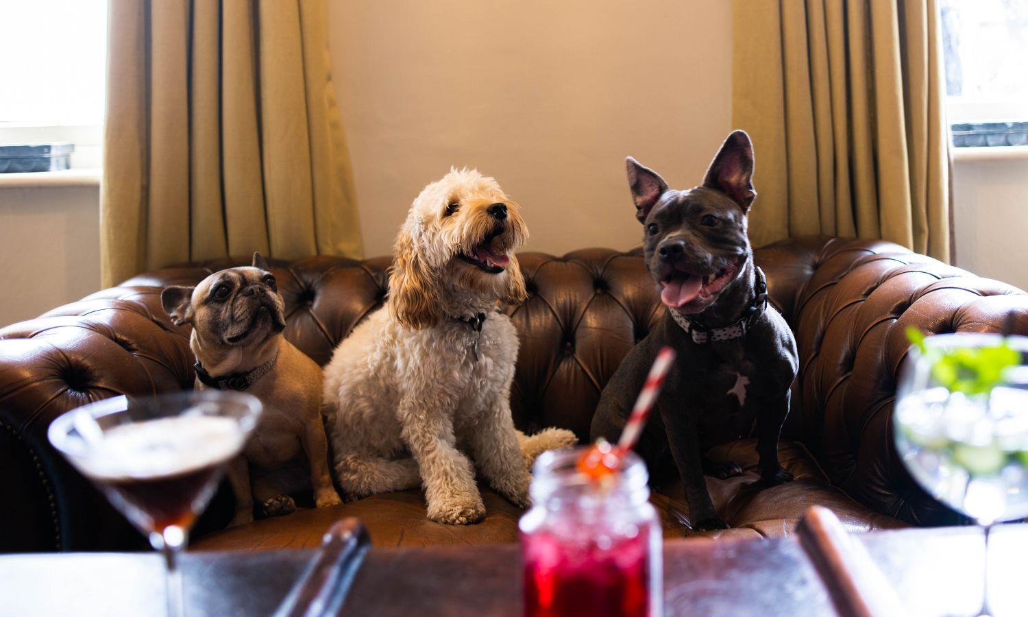 Tree dogs sat at table with cocktails